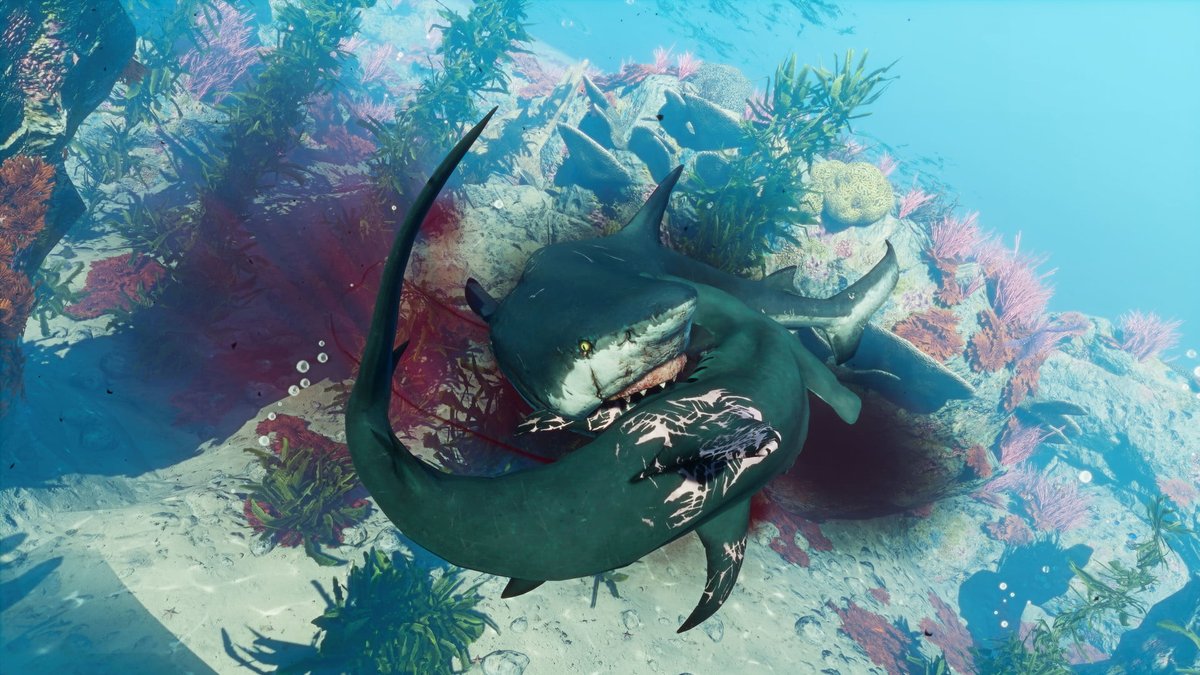 Maneater: un gioco poco convenzionale - Recensione 3 Maneater: un gioco poco convenzionale - Recensione 3