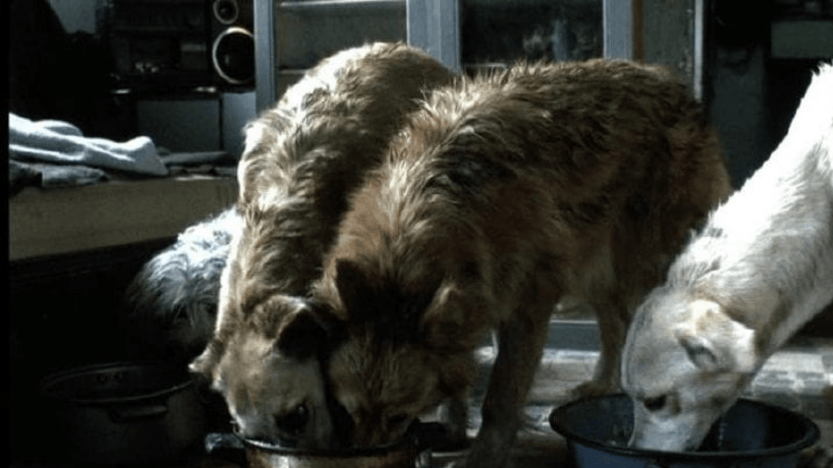 Alcuni dei cani presenti in Amores Perros