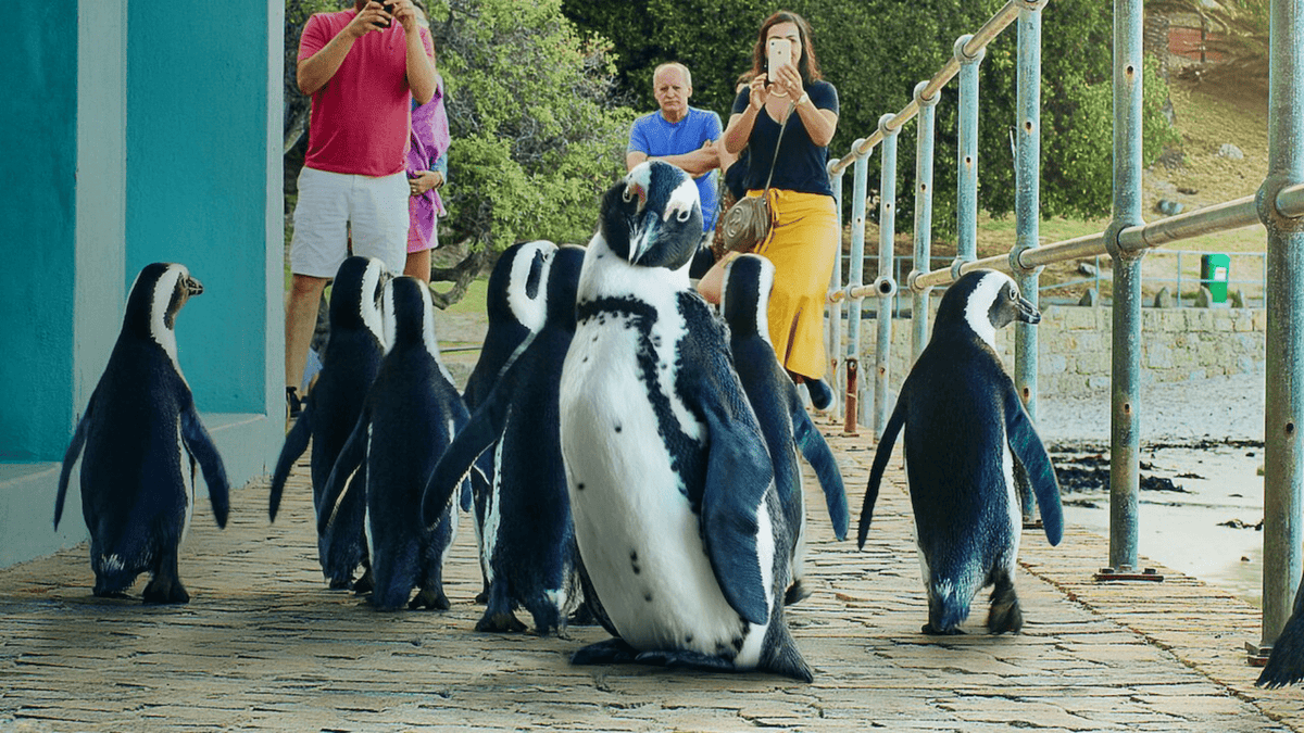 Netflix - Il villaggio dei pinguini
