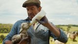 Sfondo - Pecore sotto copertura (2026)