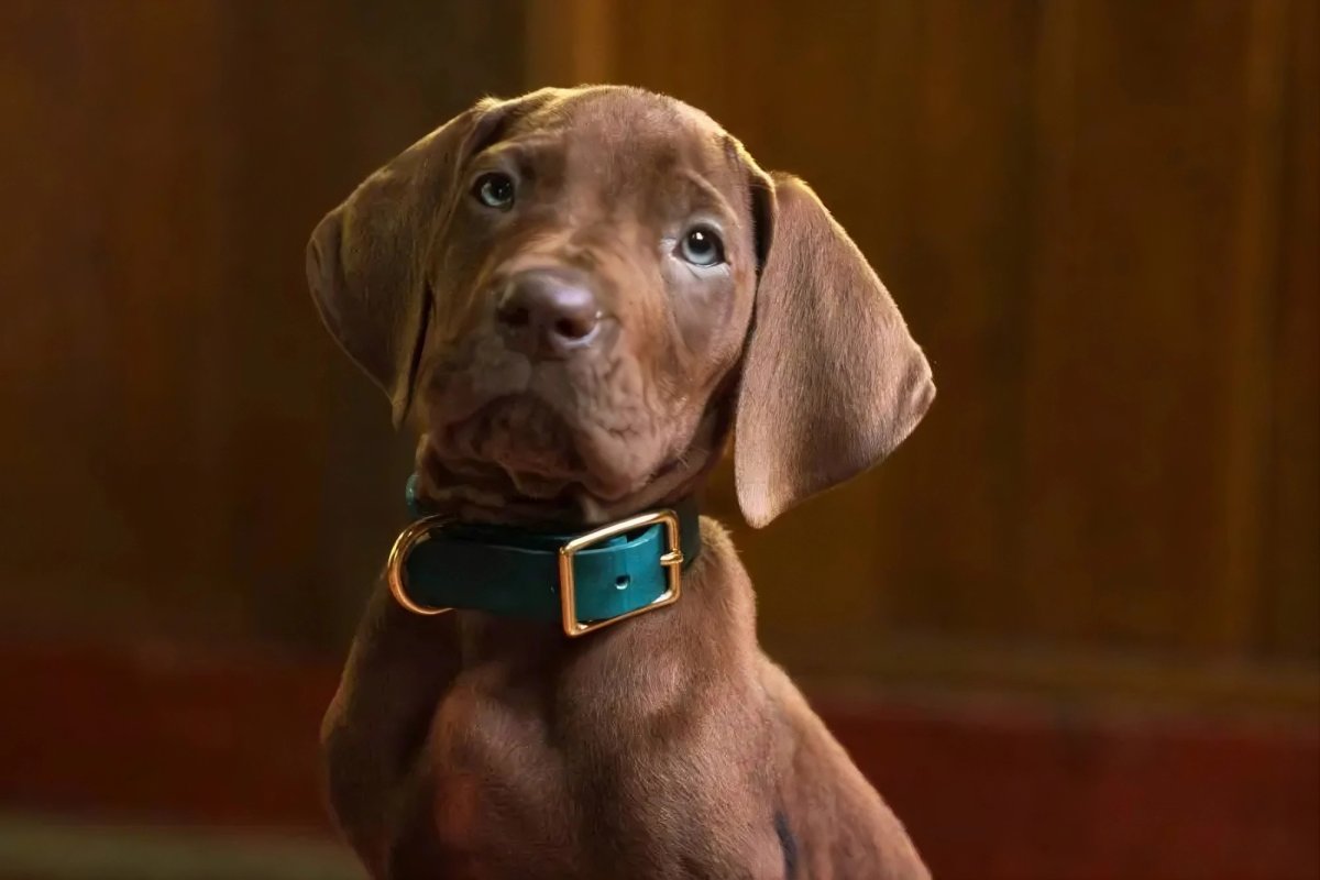 Scooby-Doo: Origins, il primo teaser trailer svela il dolce protagonista a quattro zampe Scooby-Doo